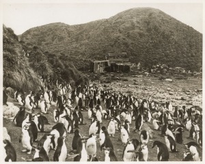 THE B.A.N.Z. ANTARCTIC EXPEDITION:Official original photograph by Captain Frank Hurley:Image B7 - Title: Once Shambles - Now Sanctuary,with official "MAWSON ANTARCTIC EXPEDITION" handstamp and release date "TUESDAY APR. 21, 1931" verso, together with the 