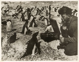 THE B.A.N.Z. ANTARCTIC EXPEDITION:Official original photograph by Captain Frank Hurley:Image B8 - Title: Telling it to the Penguins,with official "MAWSON ANTARCTIC EXPEDITION" handstamp and release date "TUESDAY APR. 28, 1931" verso, together with the off