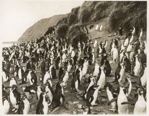 THE B.A.N.Z. ANTARCTIC EXPEDITION:Official original photograph by Captain Frank Hurley:Image B9 - Title: Their Day Out,with official "MAWSON ANTARCTIC EXPEDITION" handstamp and release date "TUESDAY APR. 21, 1931" verso, together with the official letterh