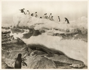 THE B.A.N.Z. ANTARCTIC EXPEDITION:Official original photograph by Captain Frank Hurley:Image B10 - Title: Antarctic Alpine Club,with official "MAWSON ANTARCTIC EXPEDITION" handstamp and release date "TUESDAY APR. 21, 1931" verso, together with the officia