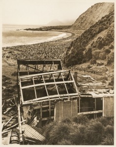 THE B.A.N.Z. ANTARCTIC EXPEDITION:Official original photograph by Captain Frank Hurley:Image B12 - Title: Ruin and Regeneration - Macquarie Island,with official "MAWSON ANTARCTIC EXPEDITION" handstamp and release date "MONDAY APR. 20, 1931" verso, togethe