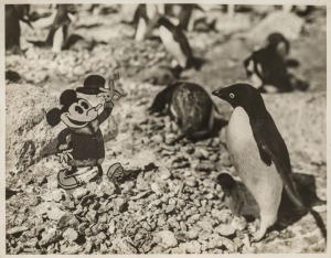 THE B.A.N.Z. ANTARCTIC EXPEDITION:Official original photograph by Captain Frank Hurley:Image B13 - Title: Distinguished Movie Star Visits South Polar Regions,with official "MAWSON ANTARCTIC EXPEDITION" handstamp and release date "MONDAY APR. 27, 1931" ver