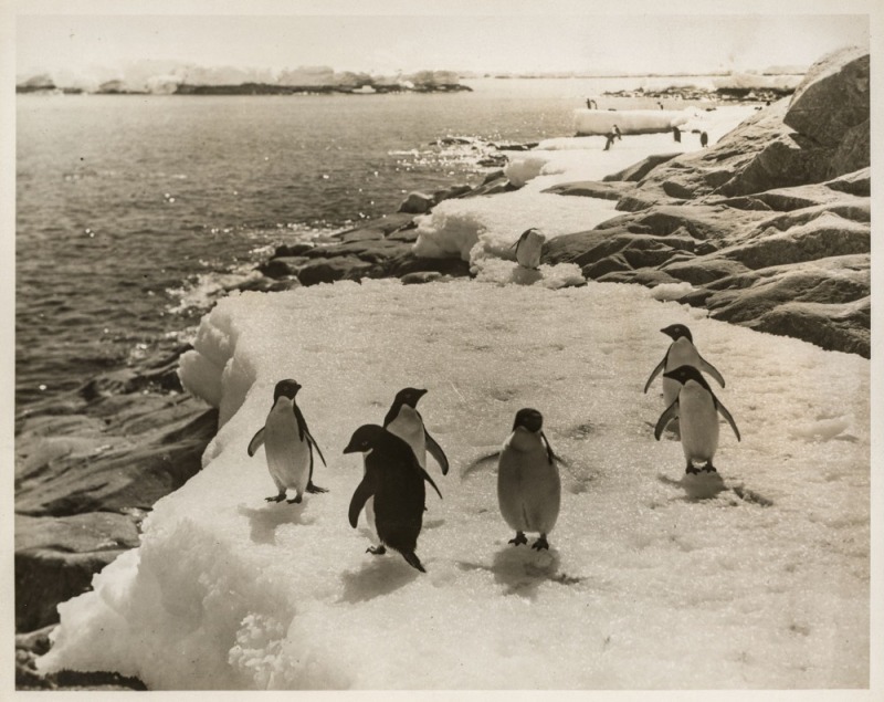 THE B.A.N.Z. ANTARCTIC EXPEDITION:Official original photograph by Captain Frank Hurley:Image B15 - Title: Promenading Along the 'White Way',with official "MAWSON ANTARCTIC EXPEDITION" handstamp and release date "MONDAY APR. 20, 1931" verso, together with