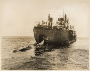 THE B.A.N.Z. ANTARCTIC EXPEDITION:Official original photograph by Captain Frank Hurley:Image B24 - Title: A Leviathan of the Antarctic Whaling Fleets,with official "MAWSON ANTARCTIC EXPEDITION" handstamp and release date "TUESDAY JUN. 2, 1931" verso, toge