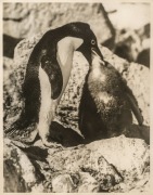 THE B.A.N.Z. ANTARCTIC EXPEDITION:Official original photograph by Captain Frank Hurley:Image B26 - Title: Feeding Baby,with official "MAWSON ANTARCTIC EXPEDITION" handstamp and release date "TUESDAY JUN. 2, 1931" verso, together with the official letterhe