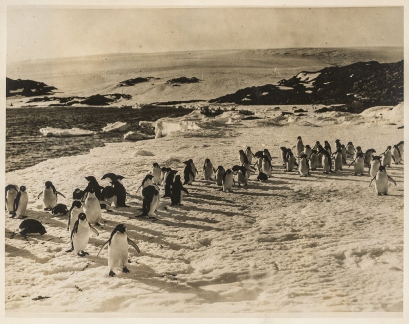 THE B.A.N.Z. ANTARCTIC EXPEDITION:Official original photograph by Captain Frank Hurley:Image B31 - Title: Summertime in King George Fifth Land,with official "MAWSON ANTARCTIC EXPEDITION" handstamp and release date "TUESDAY JUN. 2, 1931" verso, together wi