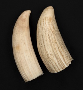 Two sperm whale teeth, 19th/20th century, ​​​​​​​11cm and 12cm high