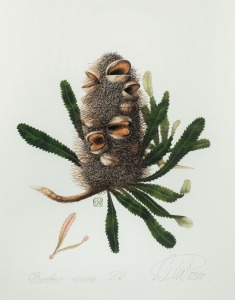 CELIA ROSSER (1930 - ), Banksia Serrata, lithograph 8/200, with watercolour addition lower left dated 2008, signed and titled in the lower margin, 47 x 37cm, 69 x 59cm&nbsp;