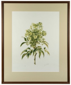 JENNY K. PHILLIPS, Hellibore, lithograph, 411/500,&nbsp; signed lower right "Jenny K Phillips", 58 x 45cm, 79 x 64cm&nbsp;