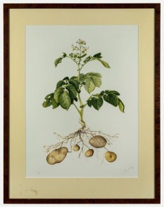 JENNY K. PHILLIPS, Potato, lithograph, 361/500, signed lower right "Jenny K Phillips", 61 x 45cm, 80 x 63cm&nbsp;