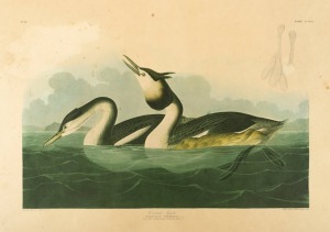 Robert Havell after JOHN JAMES AUDUBON (1785 - 1851), Shoveller Duck, 1836, Harlequin Duck, 1836, and three other plates from the  "Amsterdam Audubon" on G. Schut & Zonen, Audubon watermarked paper, sheet sizes 67 x 100cm or 100 x 67cm. (5 items).