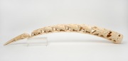 An African carved ivory elephant bridge, early to mid 20th century, note: tip damaged and repaired, ​​​​​​​94cm long