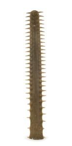 A sawfish rostrum, holed for mounting, early to mid 20th century, ​​​​​​​98.5cm long