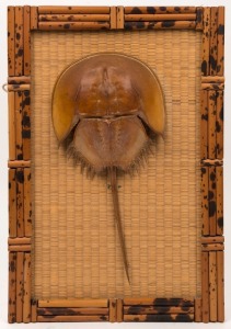 Horseshoe crab framed display, mid 20th century, 45 x 30cm overall