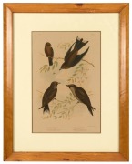 GRACIUS JOSEPH BROINOWSKI (1837-1913), group of five hand-coloured antique bird engravings, 19th century, framed and glazed, 54 x 42cm each overall