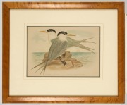 GRACIUS JOSEPH BROINOWSKI (1837-1913), group of five hand-coloured antique bird engravings, 19th century, framed and glazed, 54 x 42cm each overall - 2