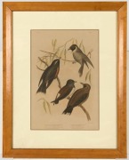 GRACIUS JOSEPH BROINOWSKI (1837-1913), group of five hand-coloured antique bird engravings, 19th century, framed and glazed, 54 x 42cm each overall - 3