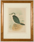 GRACIUS JOSEPH BROINOWSKI (1837-1913), group of five hand-coloured antique bird engravings, 19th century, framed and glazed, 54 x 42cm each overall - 4