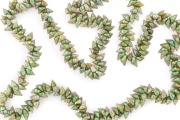 A stunning Tasmanian mariner shell bead necklace bearing fine large shell specimens strung on waxed cotton thread, ​​​​​​​115cm long - 2