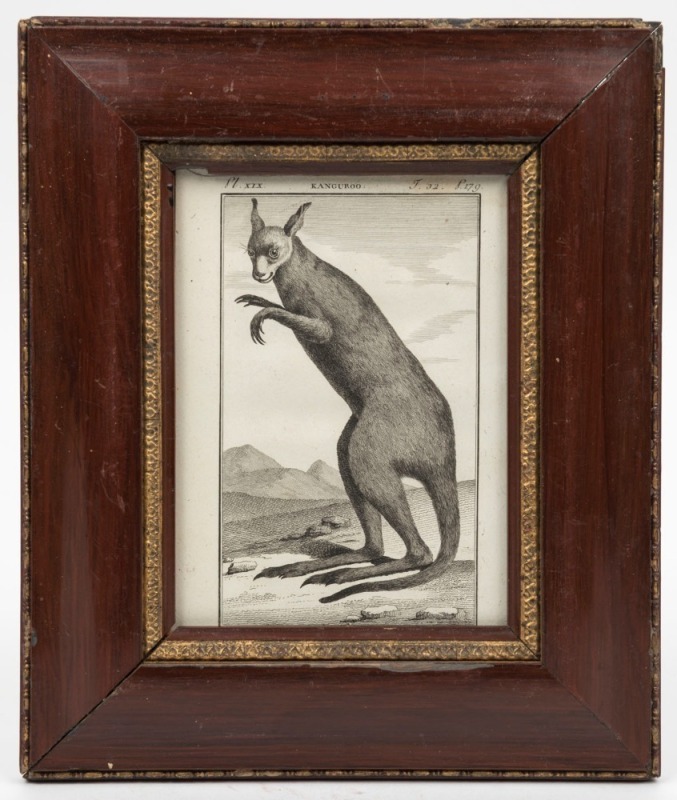 "KANGUROO" copper engraving from "Histoire naturelle generale et particuliere" (1799-1808), by the Comte de Buffon and Charles Nicolas Sigisbert Sonnini. 15 x 11cm, 24 x 20.5cm overall