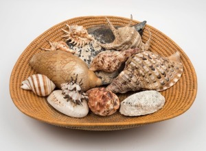 Assorted shells displayed in a hand-woven basket, including conch, pāua and baler shells, the basket 53cm wide