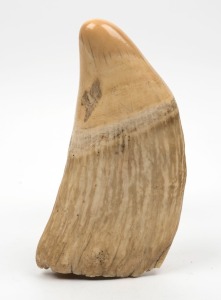 An antique whale's tooth of impressive proportions, 19th century, an imposing 19.5cm high, 10cm wide