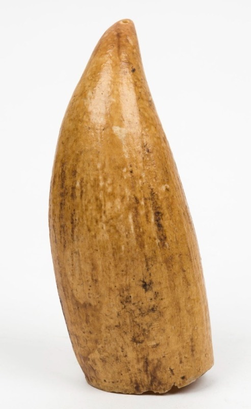 TABUA Fijian chieftains' whale's tooth pendant, 19th century. 15cm high