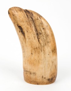 TABUA Fijian chieftains' whale's tooth pendant, 19th century. Note: one end cut down at a later date most likely in the 19th century, 14cm high