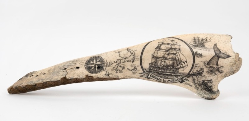 "CHARLES W. MORGAN" impressive scrimshaw carving on false killer whale jaw depicting nautical scenes of whaling, ship's portrait, map and bearing compass, ​​​​​​​53cm long