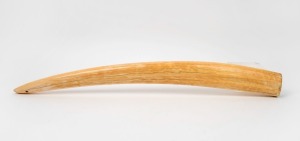 An antique walrus tusk of impressive size, holed at one end most likely part of a dinner gong, early 20th century, ​​​​​​​73cm long