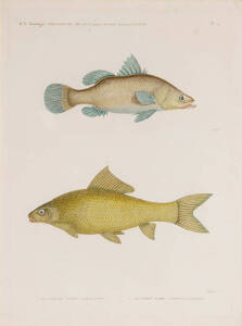H.N.Zoologie. Poissons Du Nil: Set of 3 hand coloured copper plate engravings of fish of the Nile river c1811 [Paris]. Approximately 47 x 63cm each.