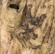 WILLIAM RICKETTS "WELCOME" rare pottery tree stump wall pocket adorned with koala and possums, incised "Wm. Ricketts, Mt. Dandenong", 39cm high - 2