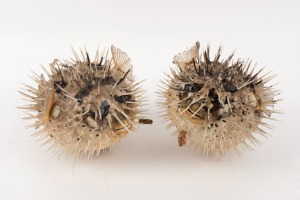 Two taxidermied puffer fish hanging ornaments, 20th century, the larger 28cm long