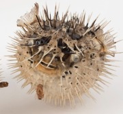 Two taxidermied puffer fish hanging ornaments, 20th century, the larger 28cm long - 2