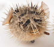 Two taxidermied puffer fish hanging ornaments, 20th century, the larger 28cm long - 3