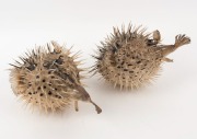 Two taxidermied puffer fish hanging ornaments, 20th century, the larger 28cm long - 4