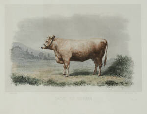 Set of 10 framed 19th century French coloured engravings of cattle. Approximately 40 x 33cm each