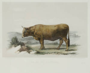 Set of 10 framed 19th century French coloured engravings of cattle. Approximately 40 x 33cm each