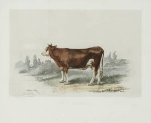 Set of 10 framed 19th century French coloured engravings of cattle. 40 x 33cm each
