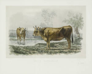 Set of 12 framed French 19th century coloured engravings of cattle. 40 x 33cm