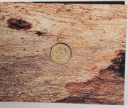 TWO HUNDRED DOLLARS, 1993 $200 gold "The Pride of Australia - Squirrel Glider", uncirculated; in original pack. - 2