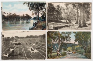 Postcards: SOUTH AUSTRALIA: A collection of semi-official postcards, all different, each issued by an institution such as South Australian Railways, Commonwealth Railways, and the State Tourist Bureau and Intelligence Office. Featuring views of agricultur