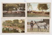 Postcards: QUEENSLAND: A collection of semi-official cards, all different, each issued the Intelligence and Tourist Bureau or for various Expositions. Featuring views of agricultural practices, public buildings and infrastructure, street scenes and planta - 5