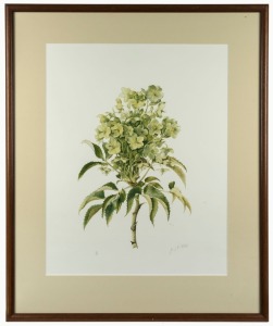 JENNY K. PHILLIPS, Hellibore, lithograph, 411/500,  signed lower right "Jenny K Phillips", 58 x 45cm, 79 x 64cm 