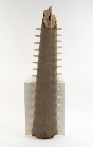 An antique sawfish rostrum, remnant only, early 20th century, 93cm overall