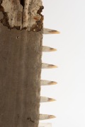 An antique sawfish rostrum, remnant only, early 20th century, 93cm overall - 2