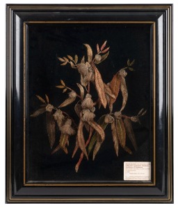 AMELIA BURROWS (1860-1927) "Gum Flowers & Gum Leaves", silk thread embroidery and cotton crochet on black velvet ground, housed in an ebonized and gilt box frame, Tasmanian origin, circa 1900, 59 x 50cm overall