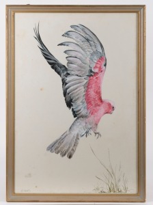 PEG CAMPBELL (working 1970s and 1980s), Galah, gouache, signed lower left "Peg Campbell, '72", ​​​​​​​72 x 49cm, 79 x 56cm overall
