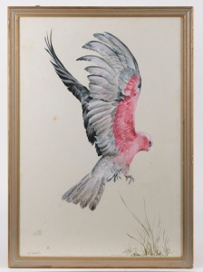 PEG CAMPBELL (working 1970s and 1980s), Galah, gouache, signed lower left "Peg Campbell, '72", 72 x 49cm, 79 x 56cm overall