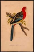 Six assorted antique bird prints and an engraving of Melbourne University, all mounted, ​​​​​​​the largest 35 x 25cm overall - 3